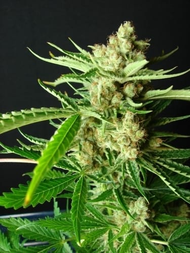 LA Ultra from Resin Seeds