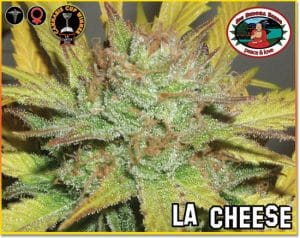 LA Cheese