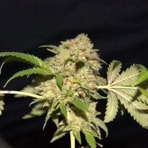 LA Fire