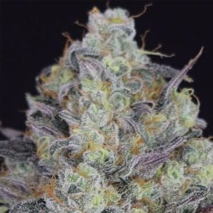 LA Juice cannabis seeds – 50% Indica/50% Sativa – Regular – Relaxing – image 1 from Seed City