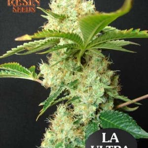 LA Ultra from Resin Seeds