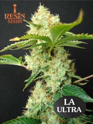 LA Ultra