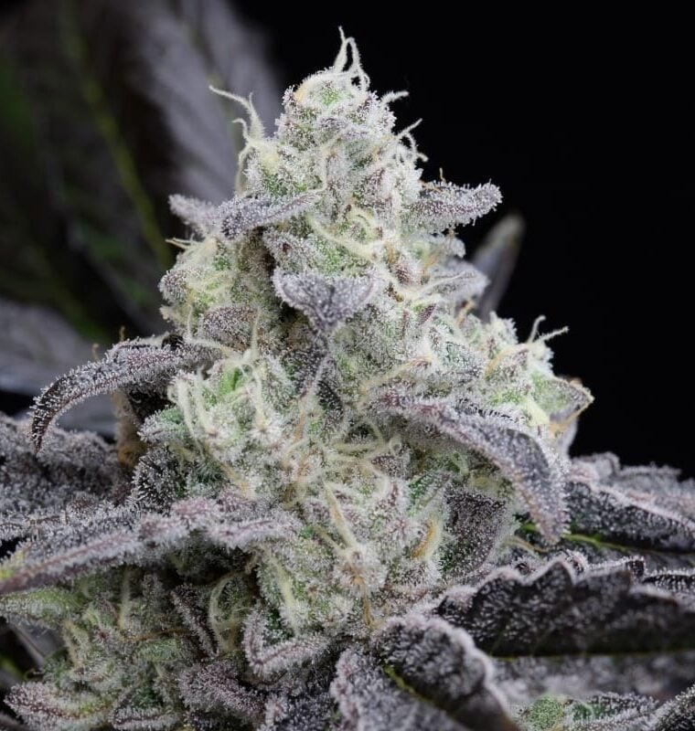 Image 1 of LA Vanilla Cake cannabis by Silent Seeds – Tall (140cm plus) – Indoor-friendly – Vanilla – Seed City