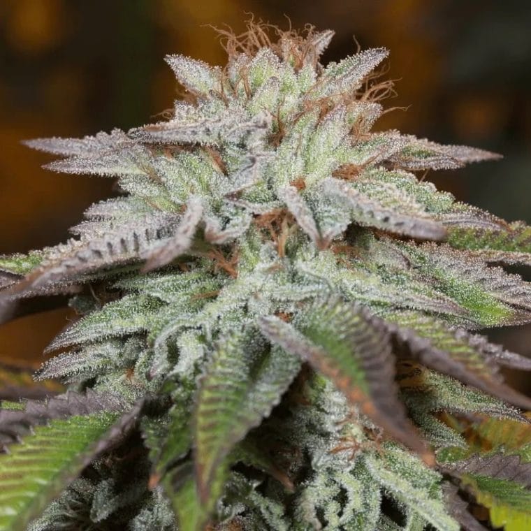 LA Vanilla Cake Auto cannabis seeds – Happy – Female seeds – Cake – image 1 from Seed City