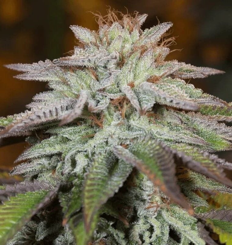 LA Vanilla Cake Auto cannabis seeds – Happy – Female seeds – Cake – image 1 from Seed City