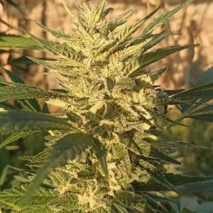LIMITED EDITION Creeper Gouge by Ace Seed bank – Regular – Large yield – 12/12 Photoperiod – image 1 – Seed City