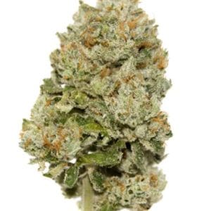 LIMITED EDITION Lemon Zkittlez Auto cannabis – image 1 – Seed City