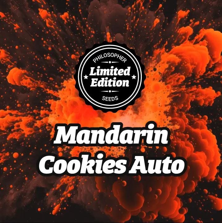 LIMITED EDITION Mandarin Cookies Auto by Philosopher Seeds – Sweet – Large yield – Mostly Indica – image 1 – Seed City