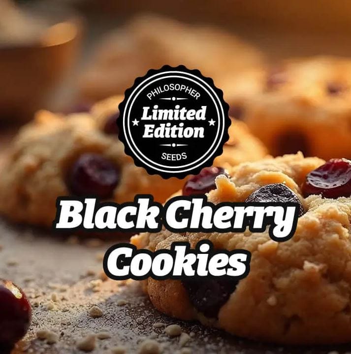 LIMITED EDITION Black Cherry Cookies by Philosopher Seeds – Super Strength – Citrus – Motivational – image 1 – Seed City