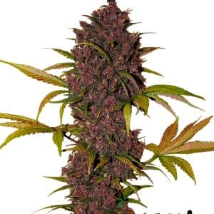 LSD-25 by FastBuds – Auto-Flowering – Indica Dominant – Resistant to Mould – image 1 – Seed City