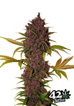 LSD-25