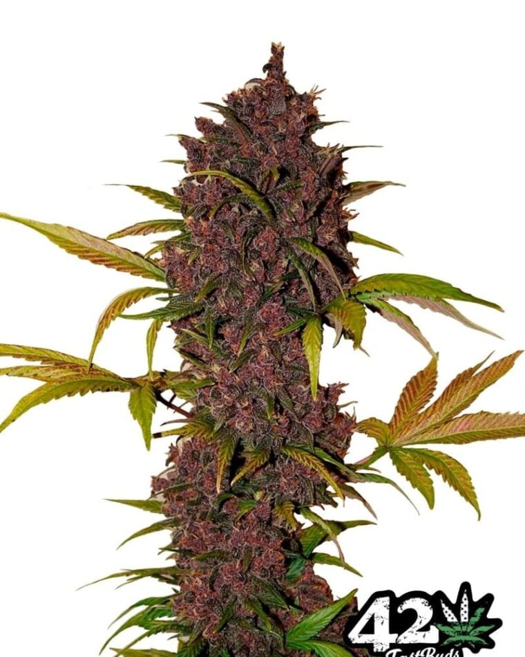 LSD-25 by FastBuds – Auto-Flowering – Indica Dominant – Resistant to Mould – image 1 – Seed City