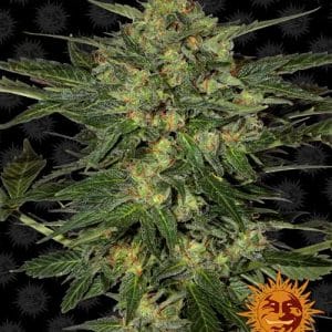 Image 1 of LSD cannabis by Barneys Farm Seeds – Excellent harvest potential – Super Strength – Indoor – Seed City