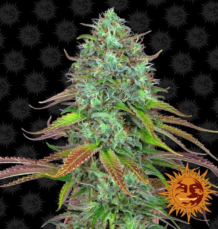 Image 1 of LSD Auto cannabis by Barneys Farm Seeds – Body Stone – Guaranteed female plants – Auto-Flowering – Seed City