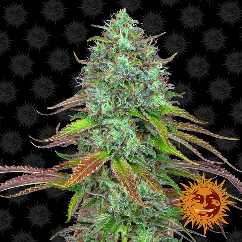 LSD Auto 大麻の種子 | Barney's Farm Seeds | Seed City