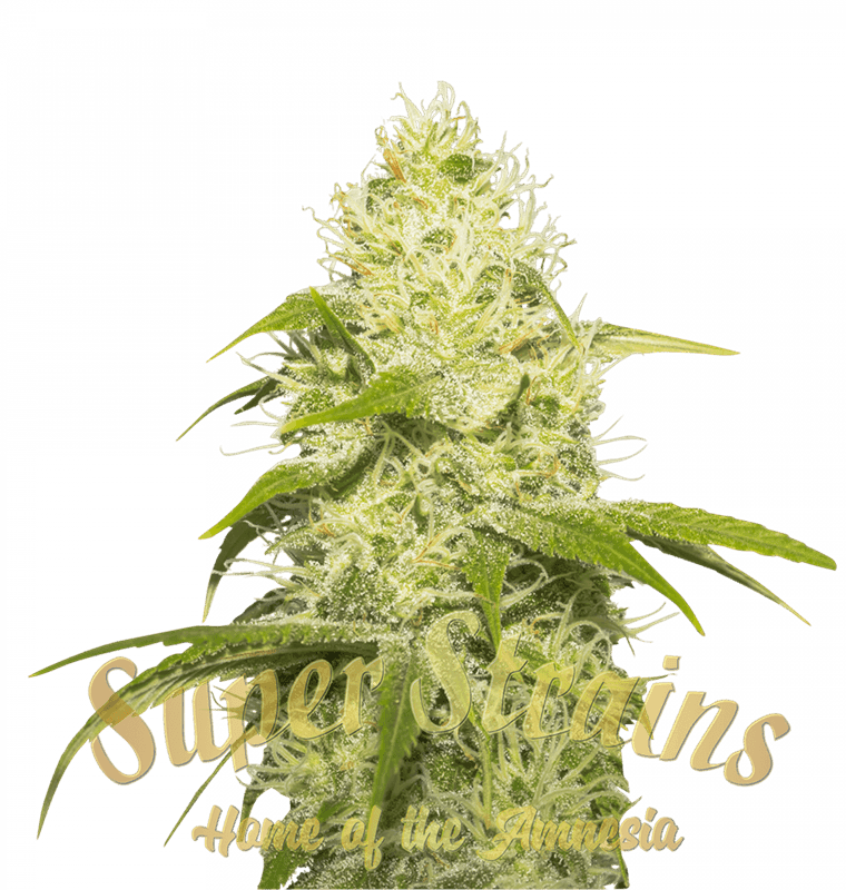 La Jefa cannabis seeds – 12/12 Photoperiod – 50% Indica/50% Sativa – Female seeds – image 1 from Seed City