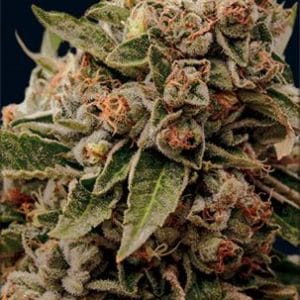 Image 1 of Lambs Breath x AK 49 cannabis by Vision Seeds – Sativa-leaning – Feminized – Indoor-friendly – Seed City