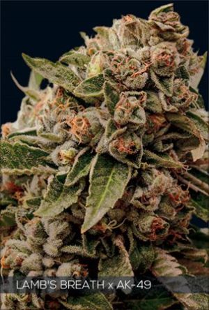 Lambs Breath x AK 49