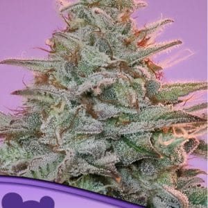 Image 1 of Landrace Collection Sinai cannabis by Anesia Seeds – Indoor-friendly – Resistant to Pests – Hashy – Seed City
