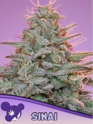 Landrace Collection Sinai