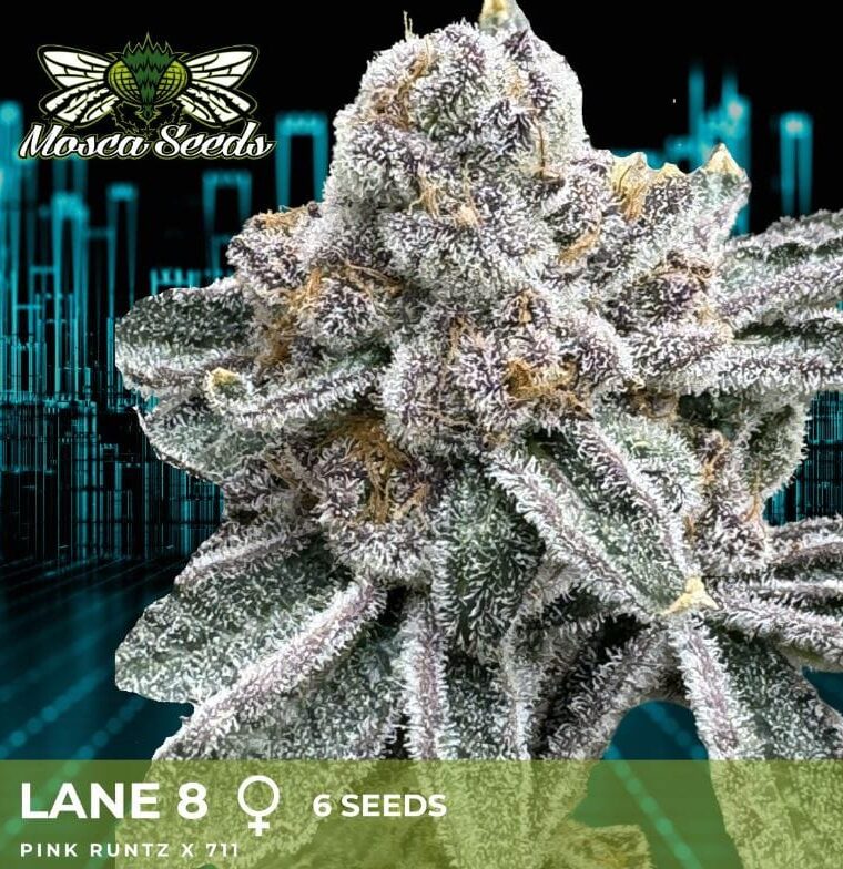 Lane 8 from Mosca Seeds