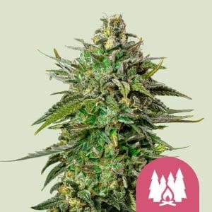 Larry OG cannabis seeds – Cerebral – Feminized – Super Strength – image 1 from Seed City