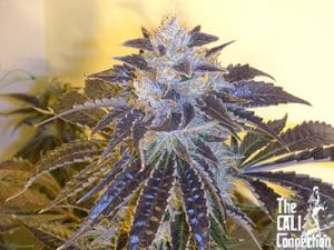 Larry OG Kush