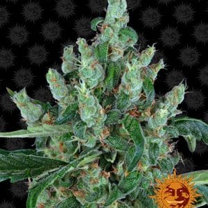 Image 1 of Laughing Buddha cannabis by Barneys Farm Seeds – Super Strength – Focused – Middle of October – Seed City