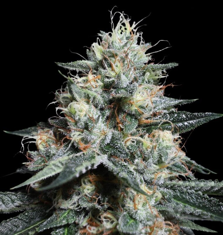Lava Freeze from Super Sativa Seed Club