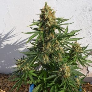 Uplifting – Sativa-leaning – Greenhouse – Lemon Haze Auto strain – image 1 – from Expert Seeds via Seed City