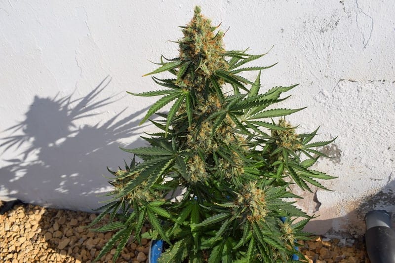 Uplifting – Sativa-leaning – Greenhouse – Lemon Haze Auto strain – image 1 – from Expert Seeds via Seed City