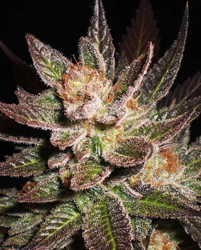 Indoor-friendly – Tall (140cm plus) – The End of September – Lavender strain – image 1 – from Expert Seeds via Seed City