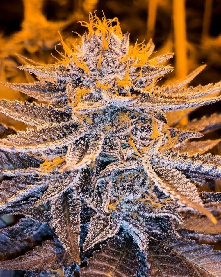 Image 1 of Lavender Aura cannabis by Bodhi Seeds – 12/12 Photoperiod – Good for outdoor grow – Regular – Seed City