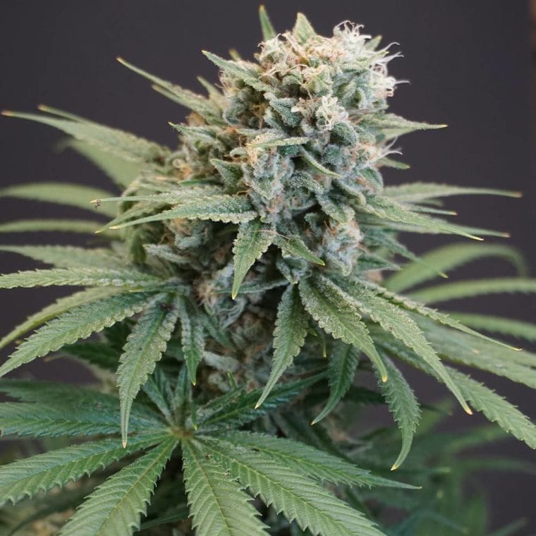 LeMello from Karma Genetics