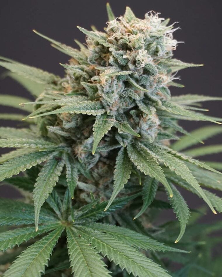 LeMello from Karma Genetics