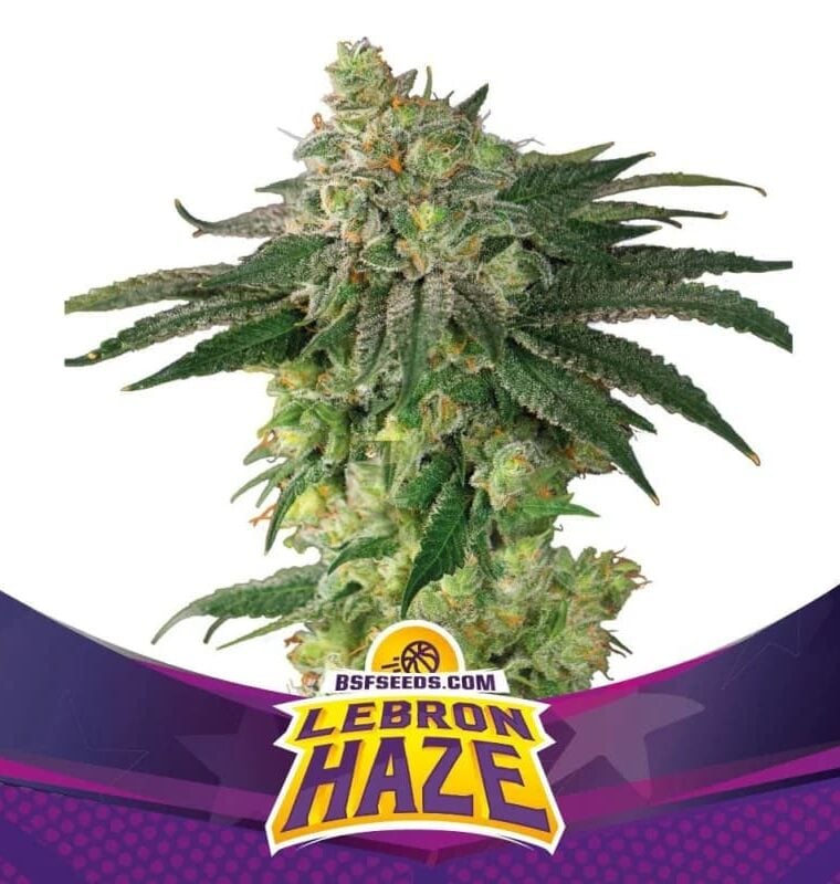 Lebron Haze from BSF Seeds