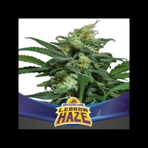 Lebron Haze XXL Auto