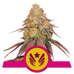 Legendary Punch from Royal Queen Seeds