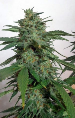 LemonGold Drops