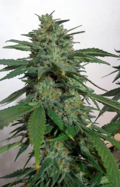 Image 1 of LemonGold Drops cannabis by Seedism Seeds – Caramel – Indica-heavy – Suited for indoor growing – Seed City