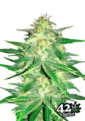 Lemon AK Auto