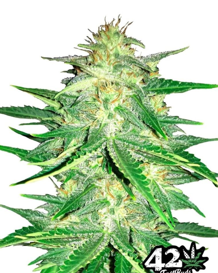 Anxiety – Auto-Flowering – Outdoor cultivation – Lemon AK Auto strain – image 1 – from FastBuds via Seed City