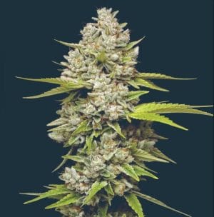 Lemon Blueberry