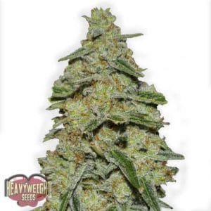 Lemon Cake from Heavyweight Seeds