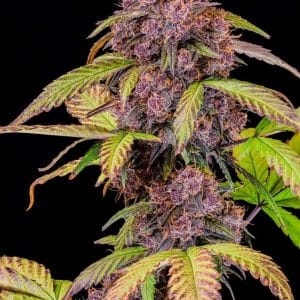Lemon Cherry Cookies Auto from FastBuds