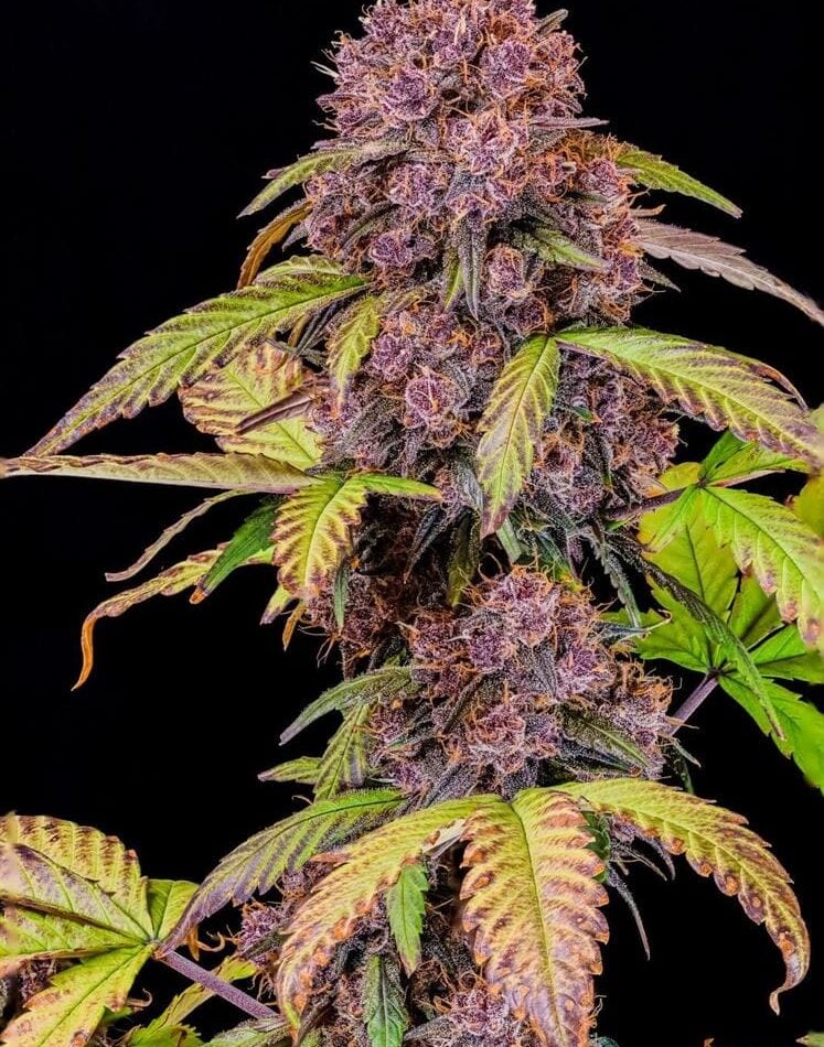 Lemon Cherry Cookies Auto from FastBuds