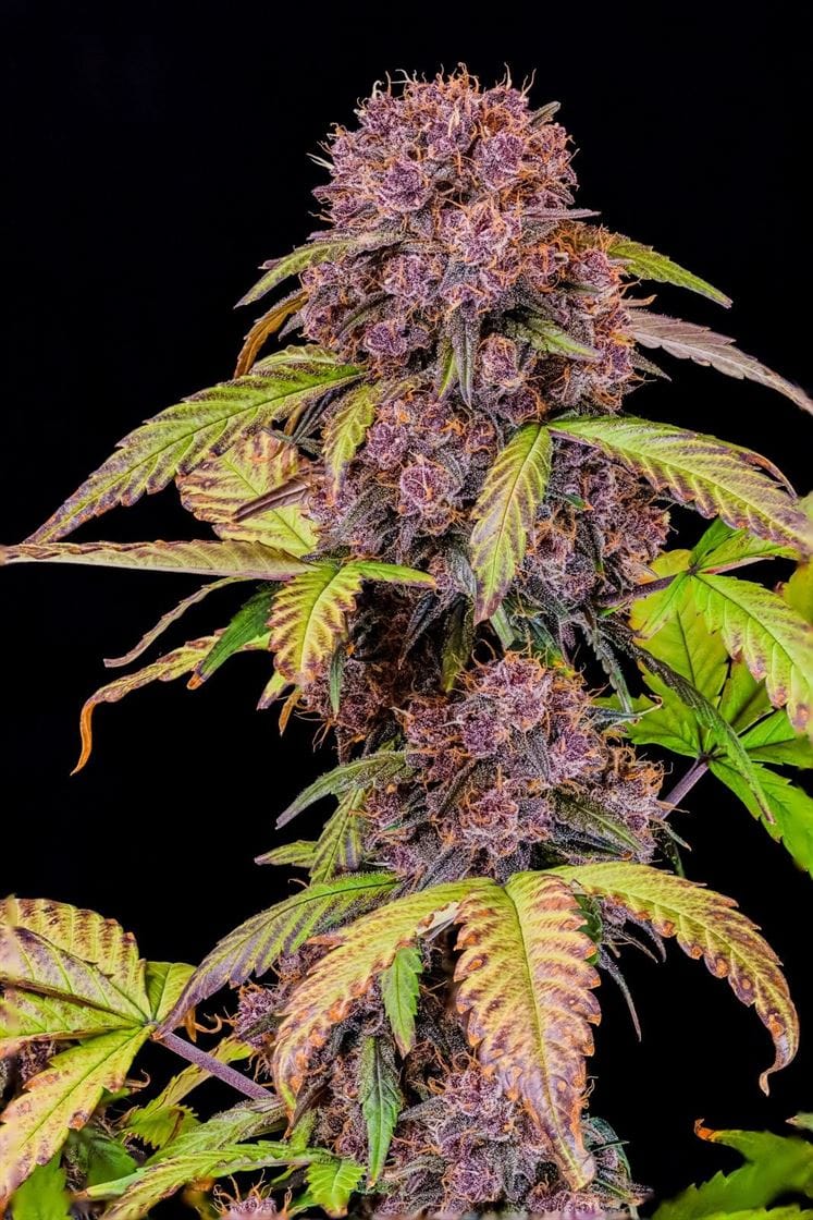 Lemon Cherry Cookies Auto from FastBuds