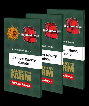 Cherry Cannabis Seeds | Seed City