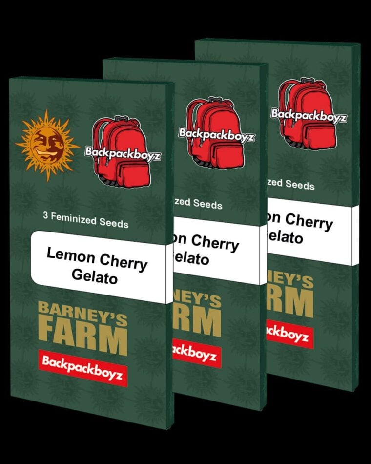 Lemon Cherry Gelato by Barneys Farm Seeds – Female seeds – Large yield – Sweet – image 1 – Seed City