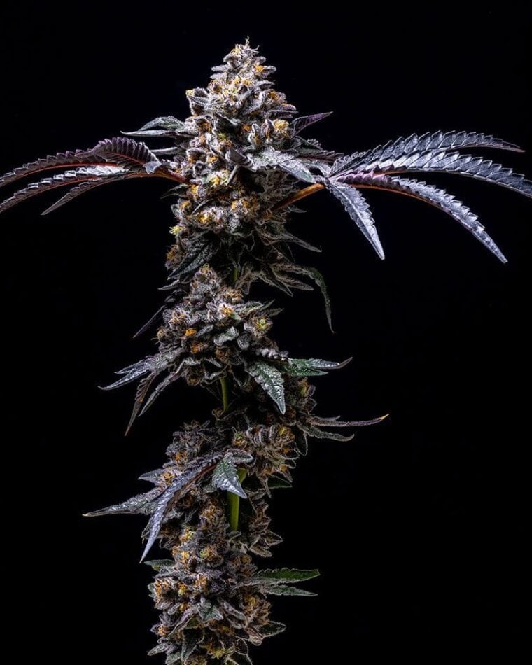 Lemon Cherry Pop cannabis seeds – Female seeds – Outdoor – 12/12 Photoperiod – image 1 from Seed City